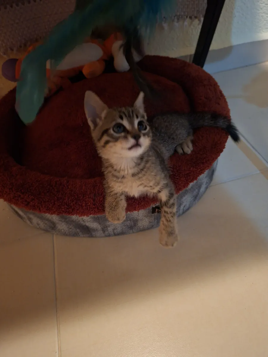 Lindo gatito atigrado