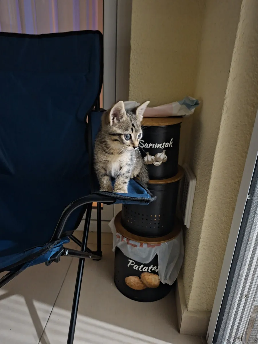 Lindo gatito atigrado