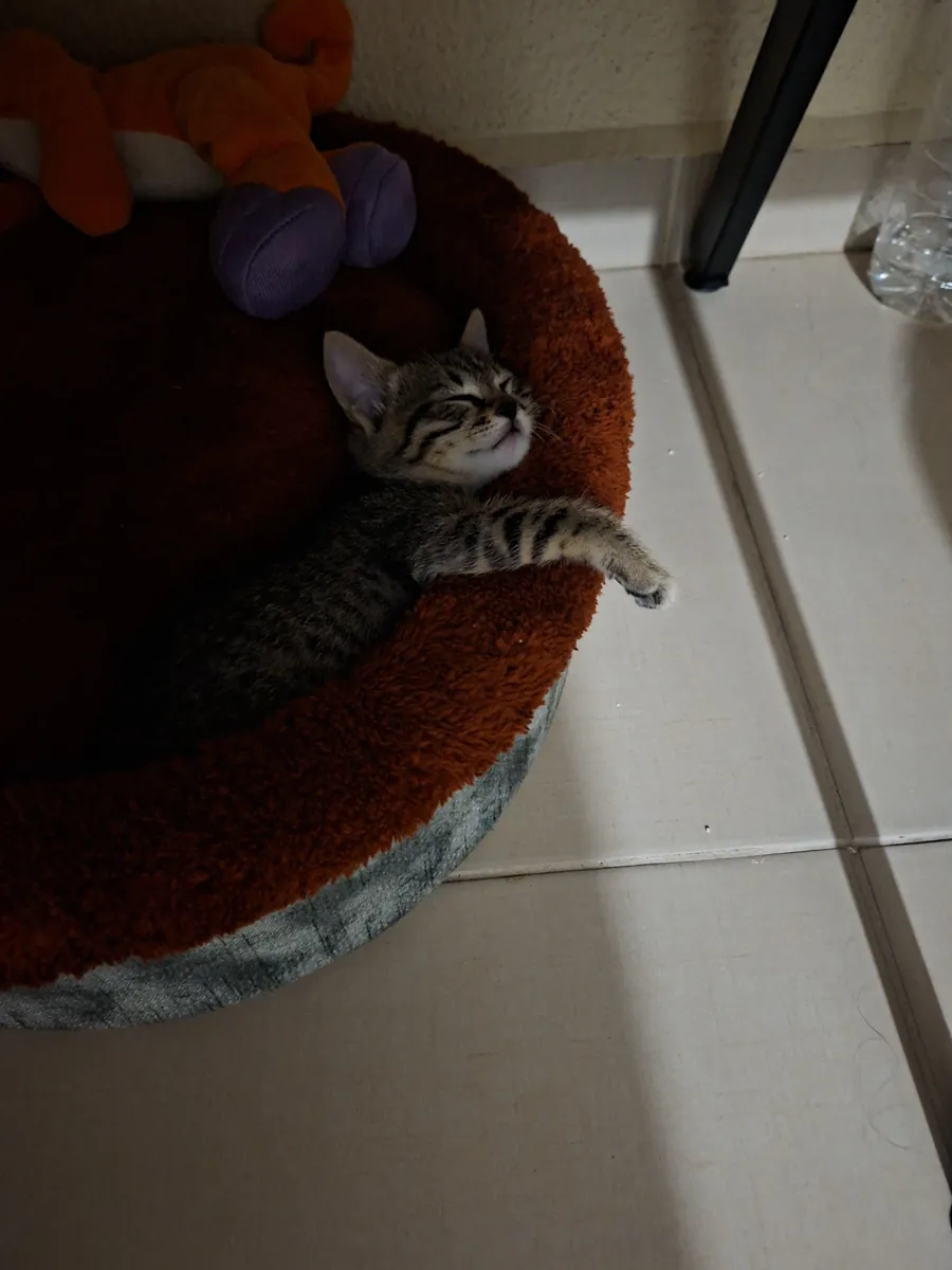 Lindo gatito atigrado