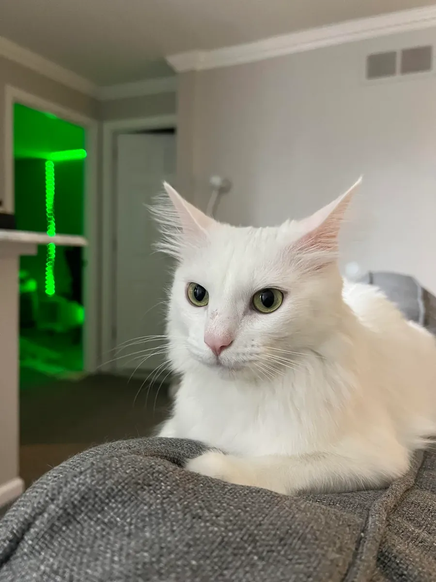 待领养的土耳其安哥拉猫