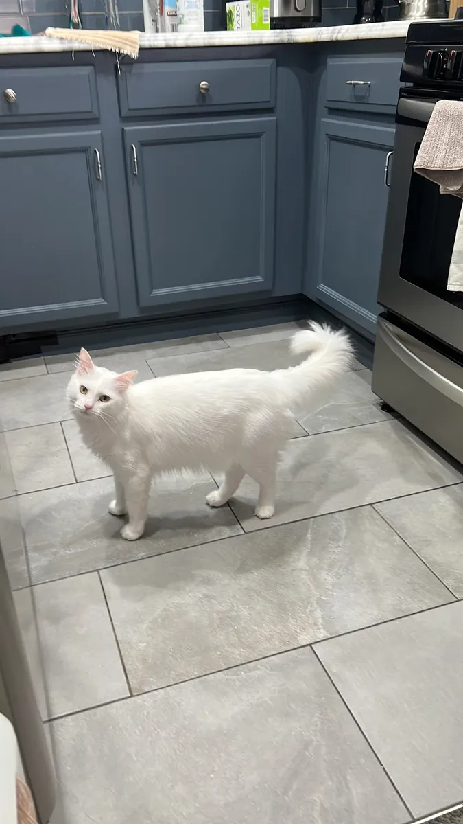 待领养的土耳其安哥拉猫