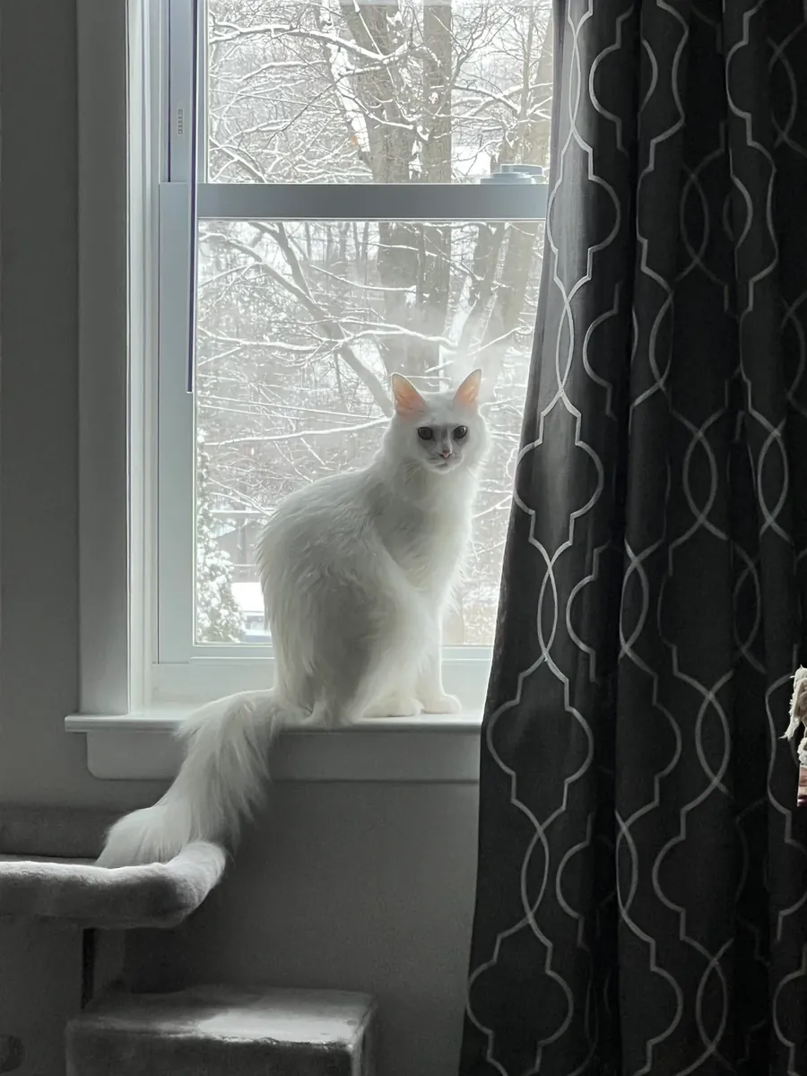 待领养的土耳其安哥拉猫