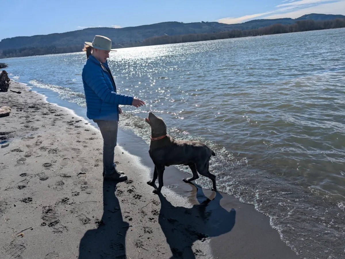 待领养的魏玛犬