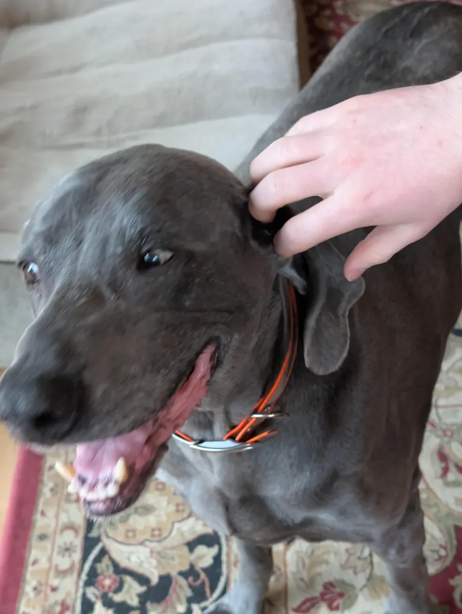 待领养的魏玛犬