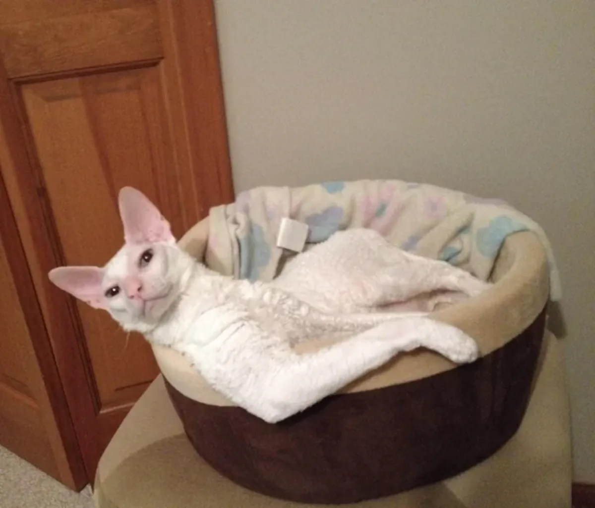 Adoption de chats Cornish Rex