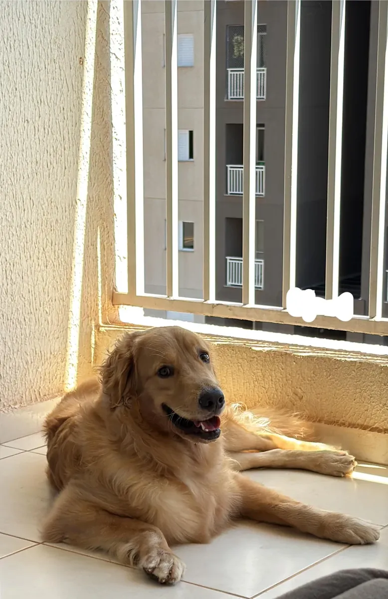 金毛寻回犬待领养