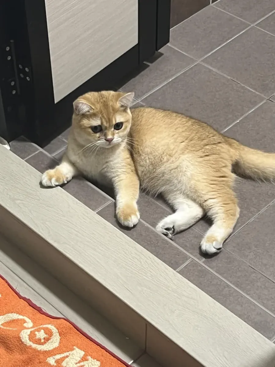 Chat British Shorthair