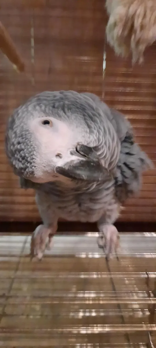 适应性良好的非洲灰鹦鹉
