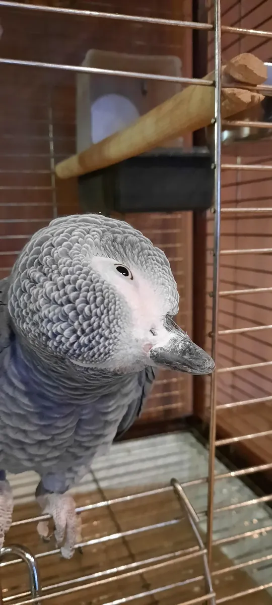 适应性良好的非洲灰鹦鹉