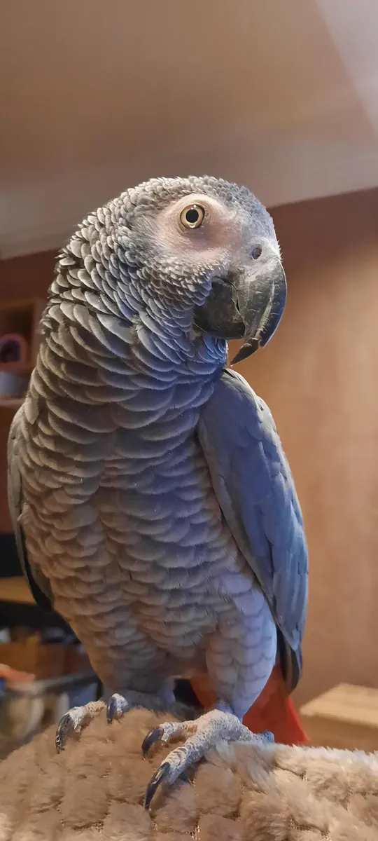 适应性良好的非洲灰鹦鹉