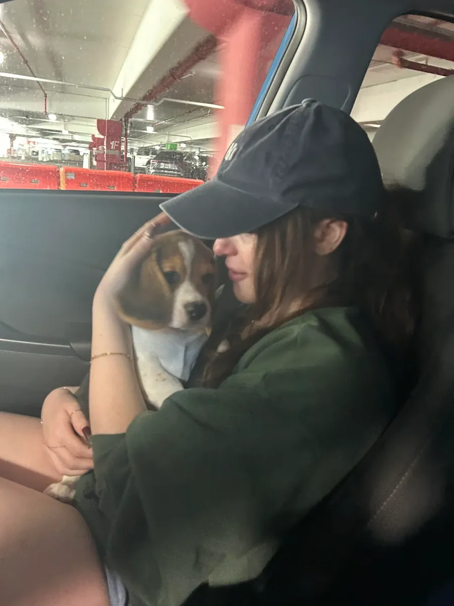 бигль для усыновления