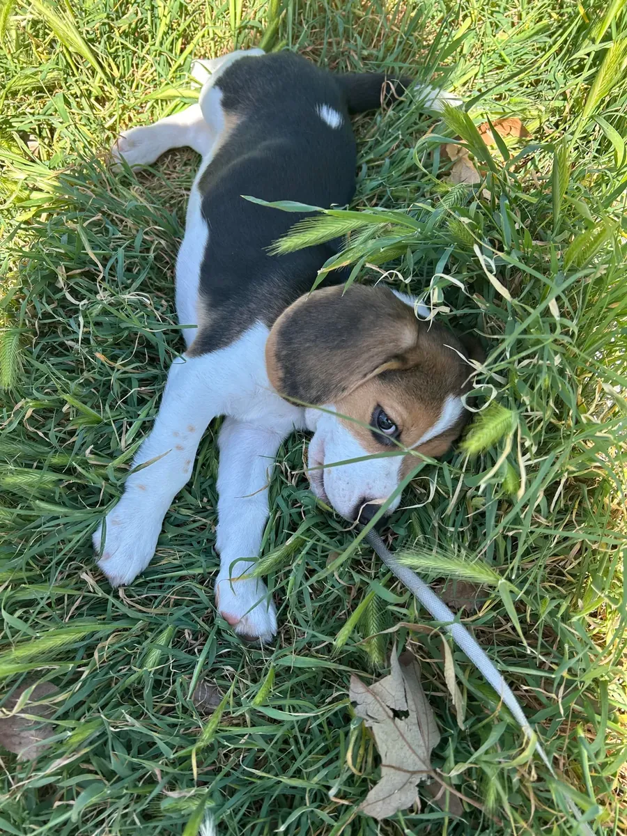 бигль для усыновления