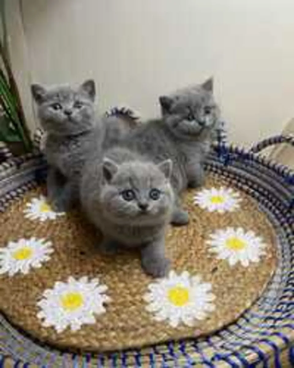 Gatitos Británicos de Pelo Corto Azules