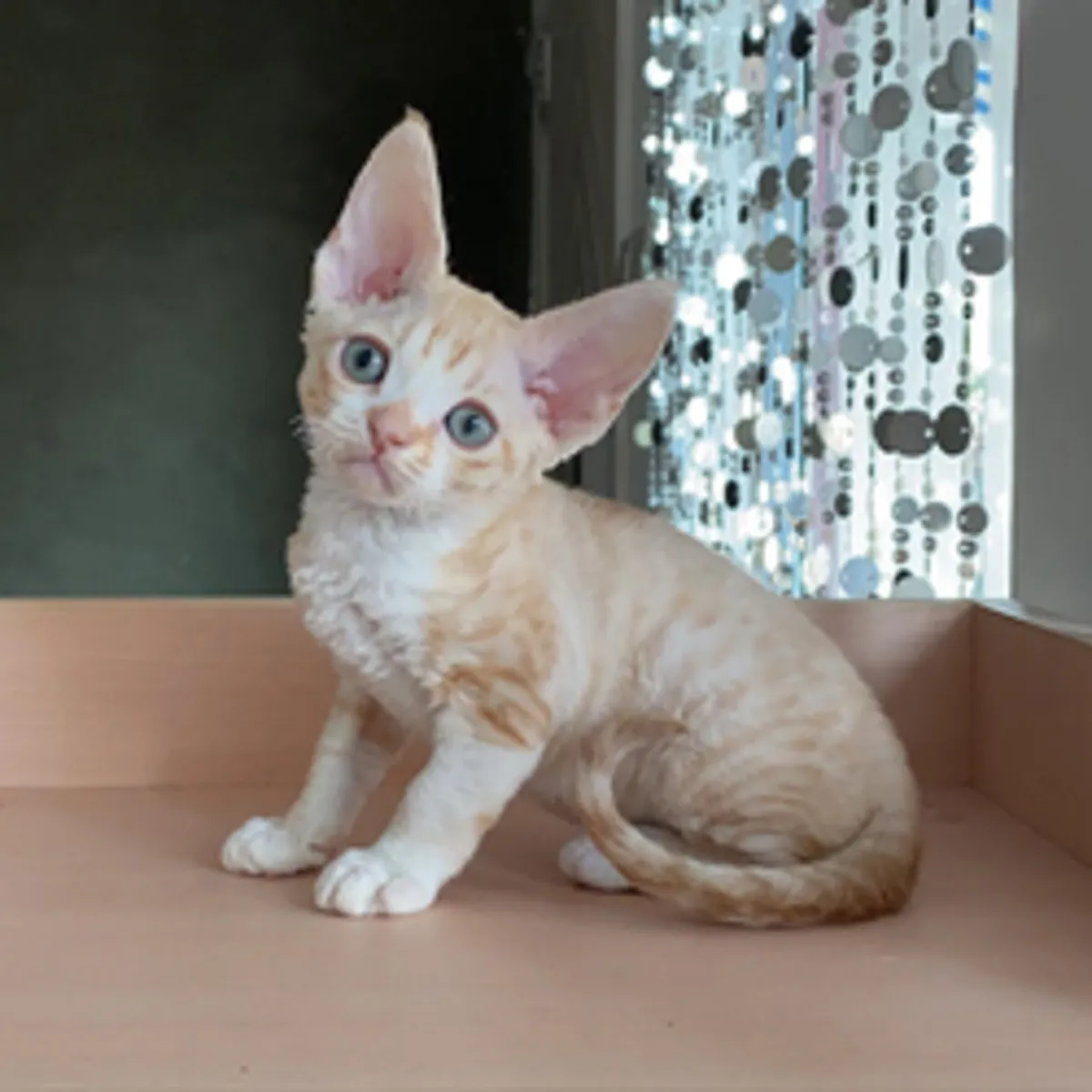 德文雷克斯猫