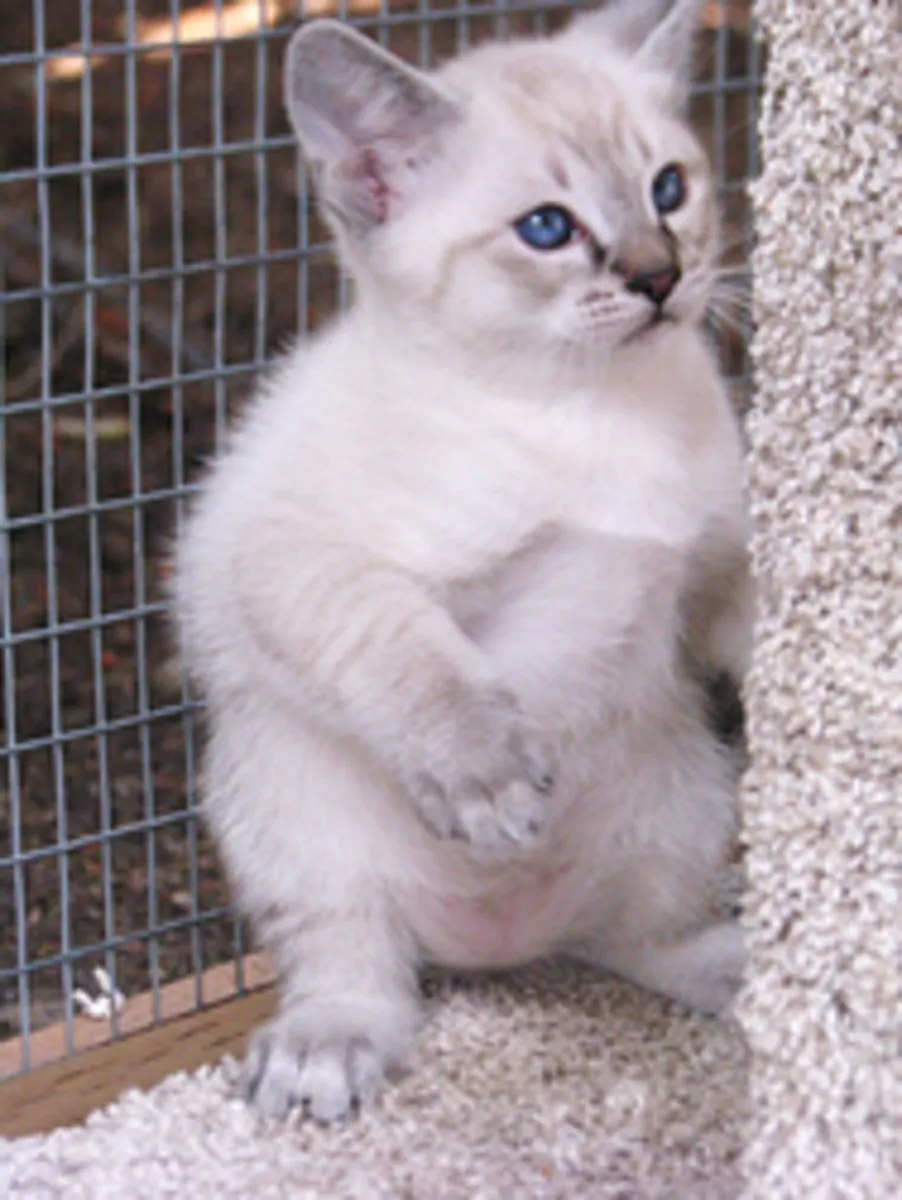 Gatos siameses