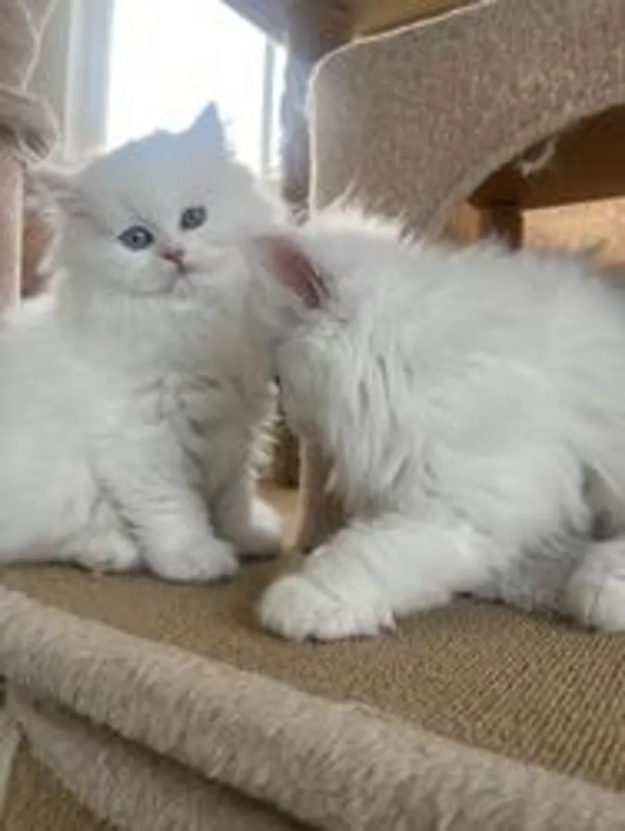 ¡Preciosos gatitos persas de raza pura disponibles!