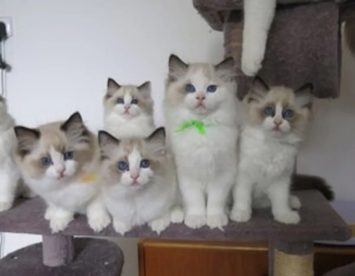 Gatitos Ragdoll