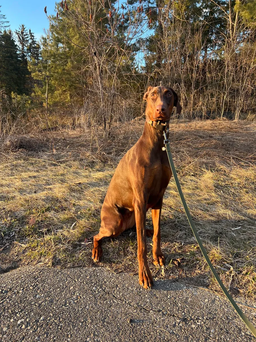 doberman en adopción