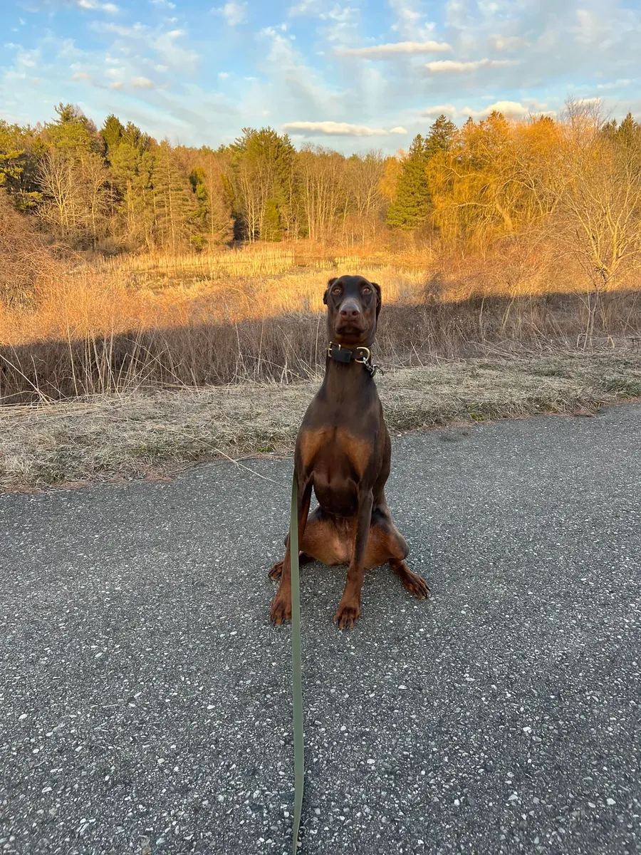 doberman en adopción