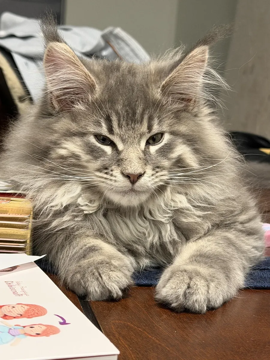 gato maine coon