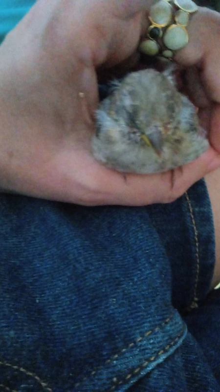 El peque 