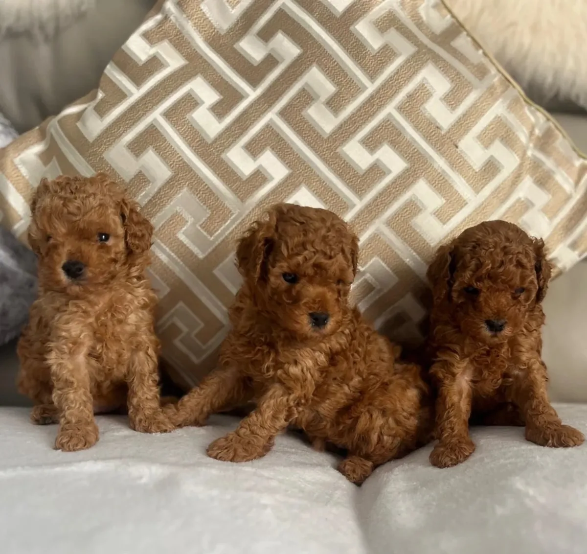 Cachorros adorables de caniche toy buscan un buen hogar