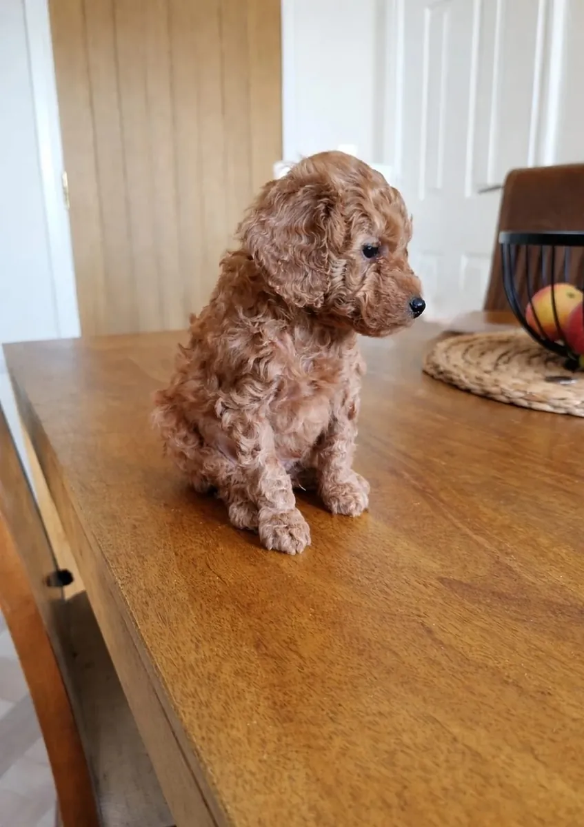 Dos adorables cachorros de caniche toy listos para entregar