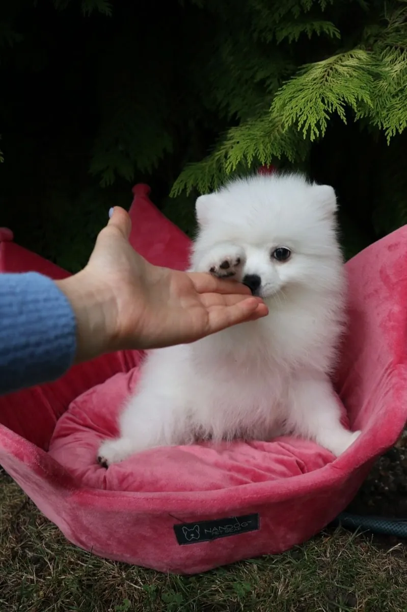 Dos preciosos cachorros Pomerania