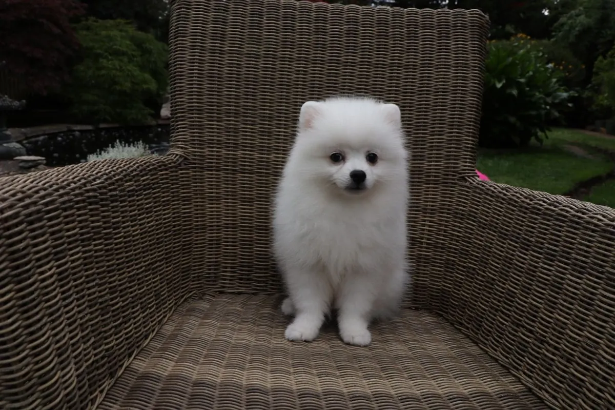 Dos preciosos cachorros Pomerania listos para irse a casa