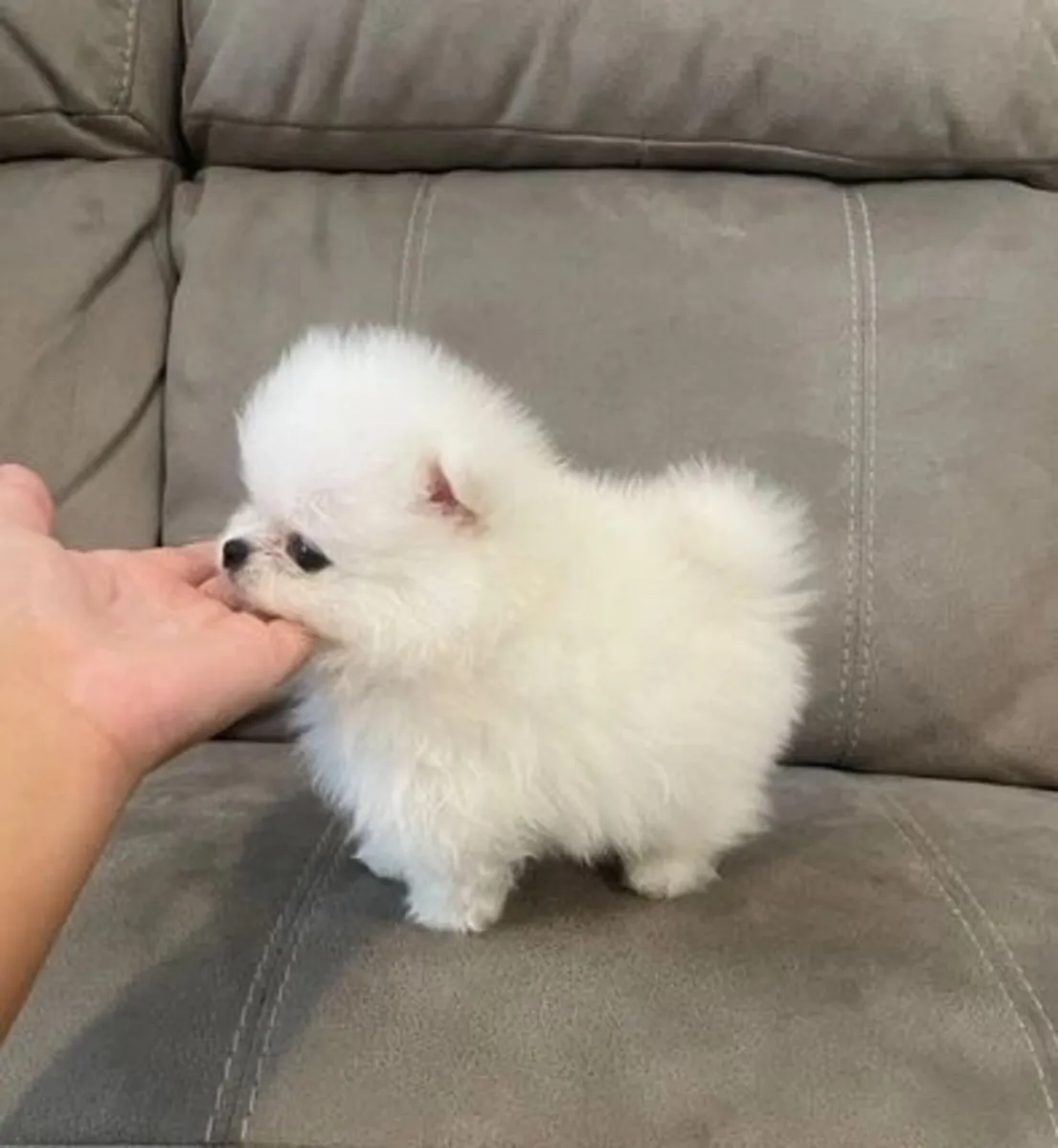Cachorros Pomerania inteligentes buscan un nuevo hogar.