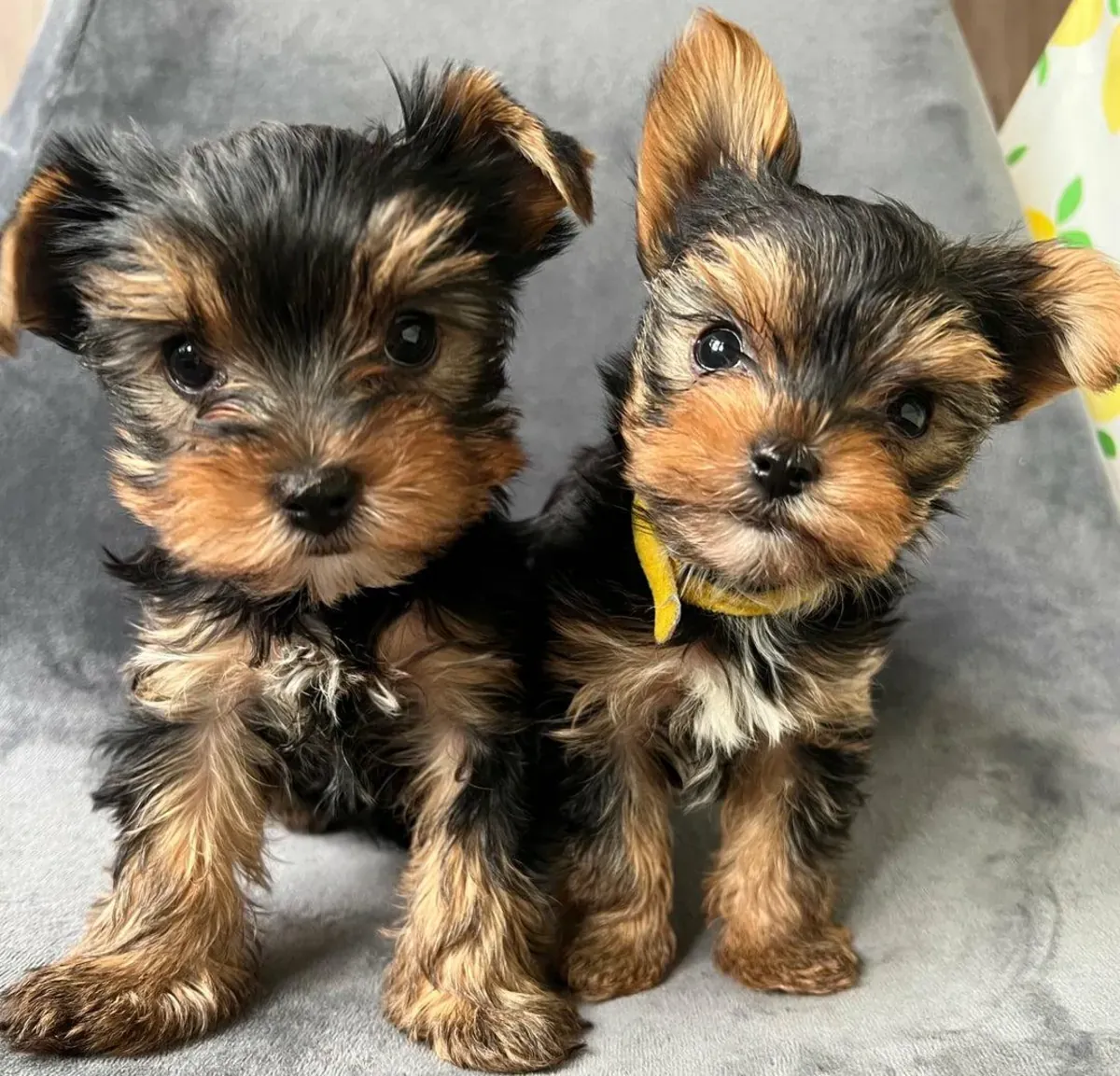 ¡Preciosa cachorrita Yorkshire Terrier con pedigrí AKC! 