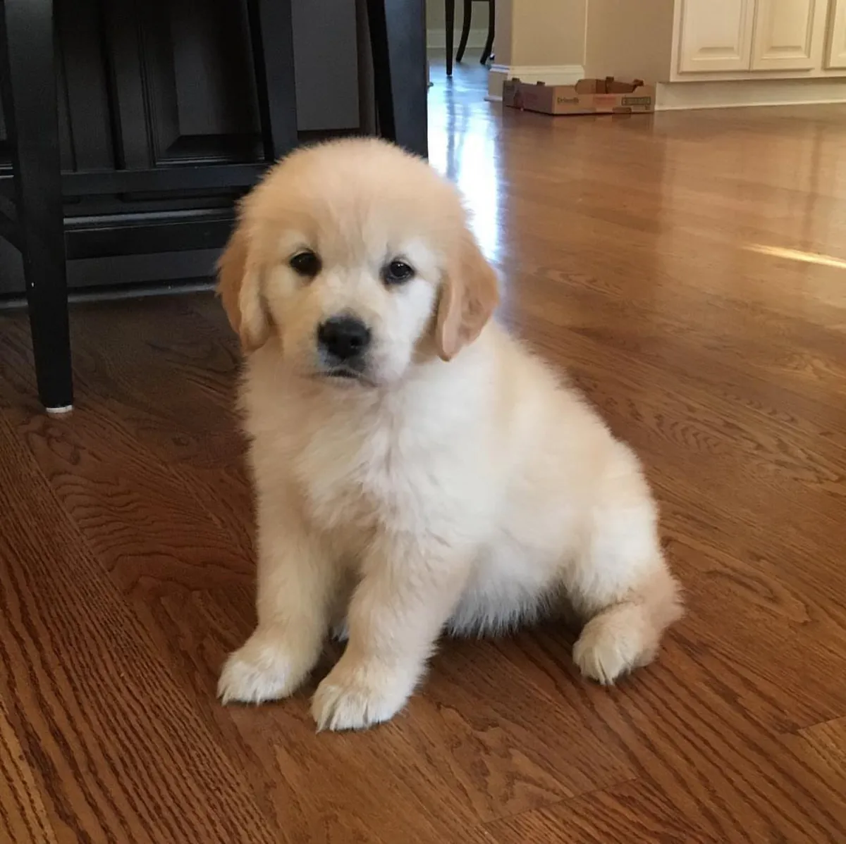 Cachorro Golden Retriever