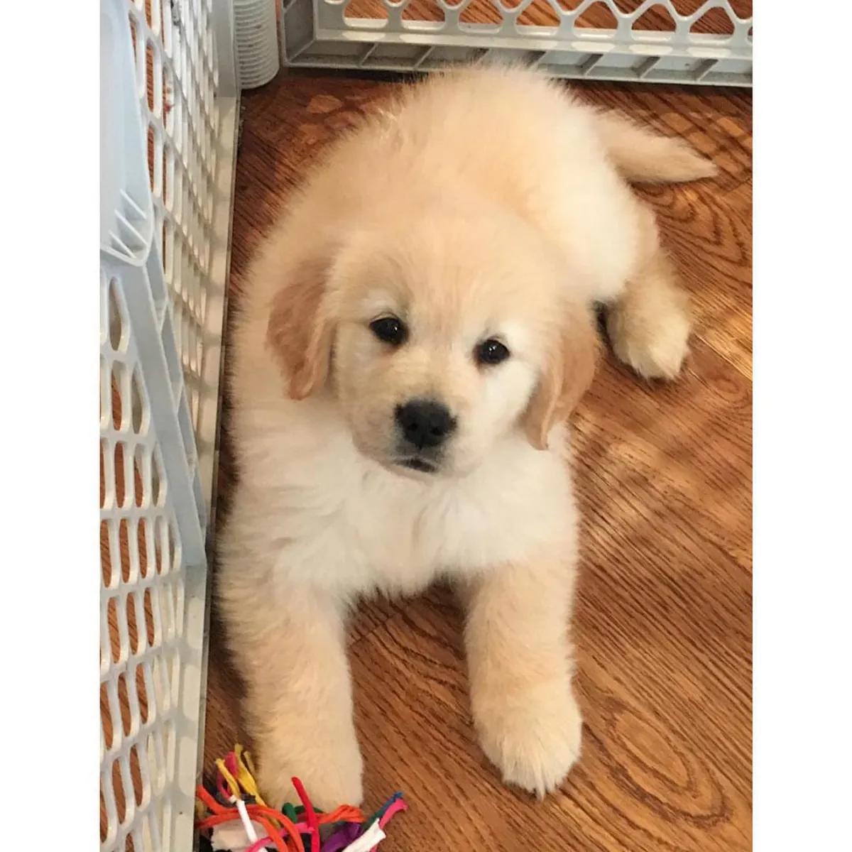 Smart Golden Retriever pup