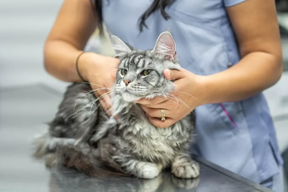 巴黎15号兽医诊所 - Paris