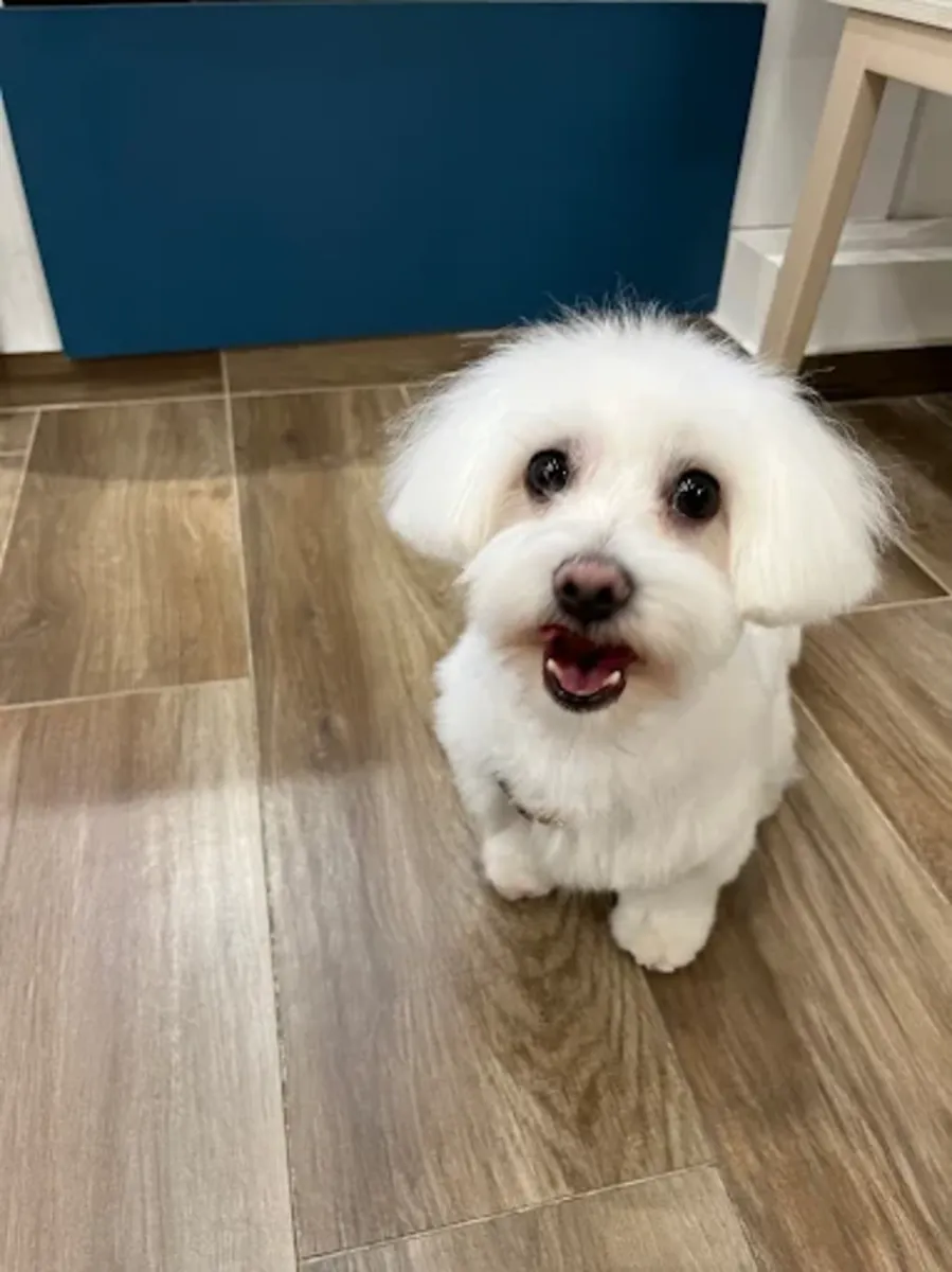 狗狗美容 – 巴黎美容沙龙 - Paris