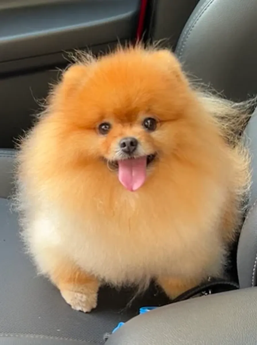 狗狗美容 – 巴黎美容沙龙 - Paris