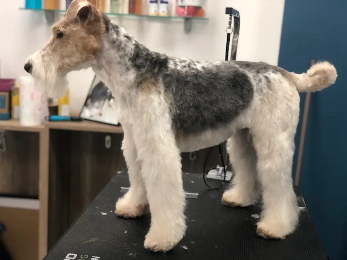 狗狗美容 – 巴黎美容沙龙 - Paris