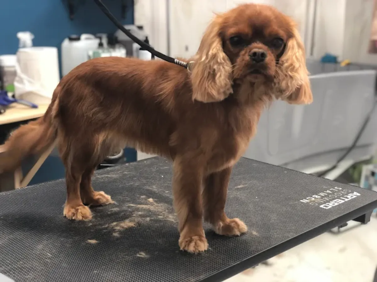 狗狗美容 – 巴黎美容沙龙 - Paris