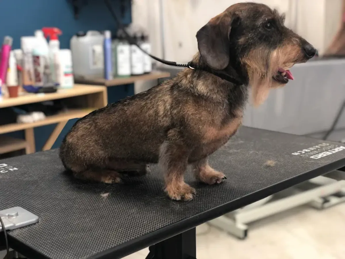 狗狗美容 – 巴黎美容沙龙 - Paris