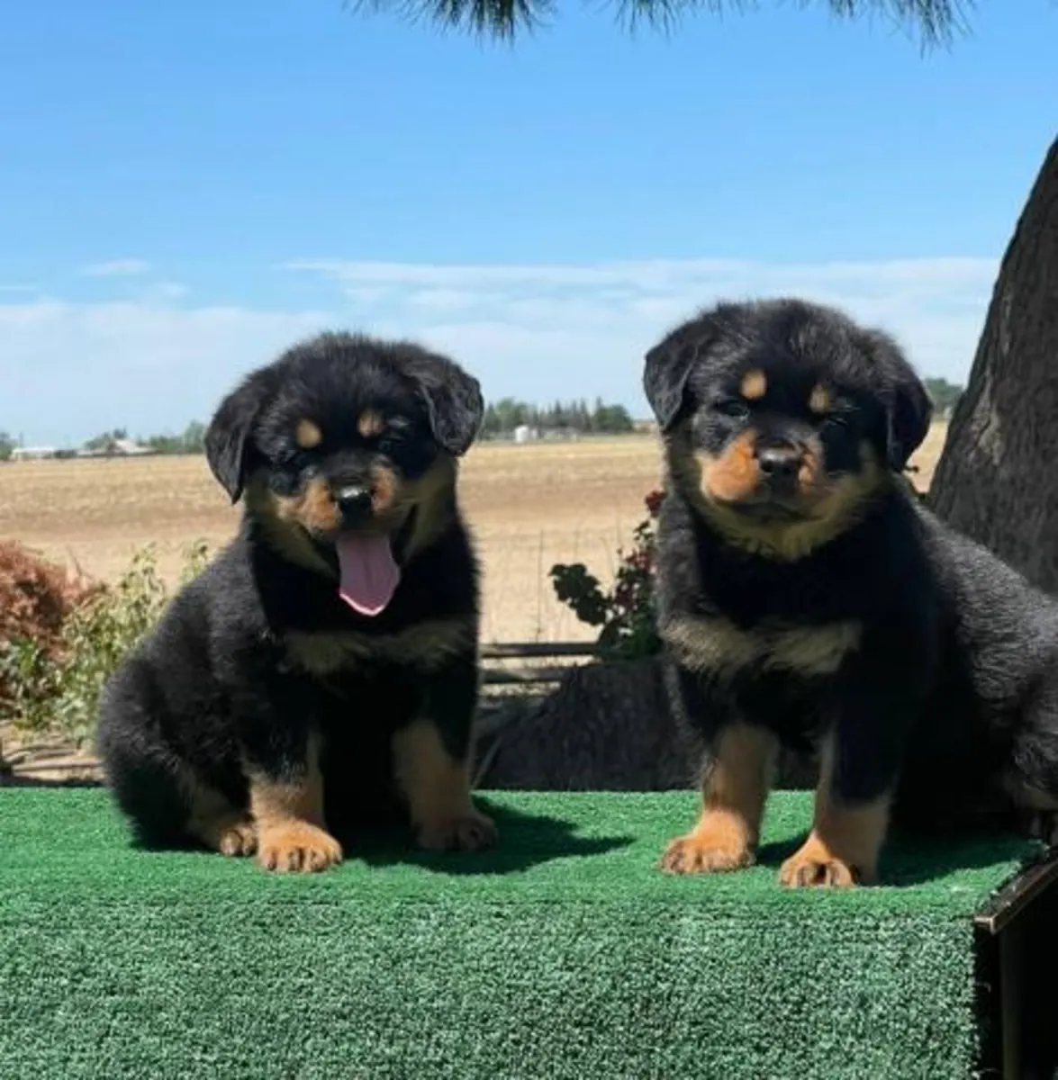 Rottweiler dulce y juguetón en adopción.