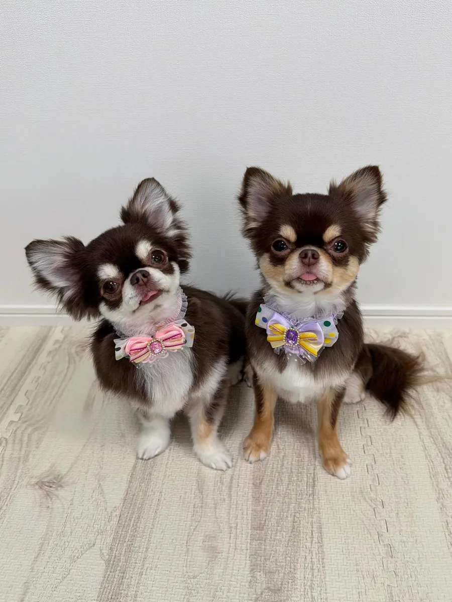 Cachorros chihuahua hembras disponibles para reubicación
