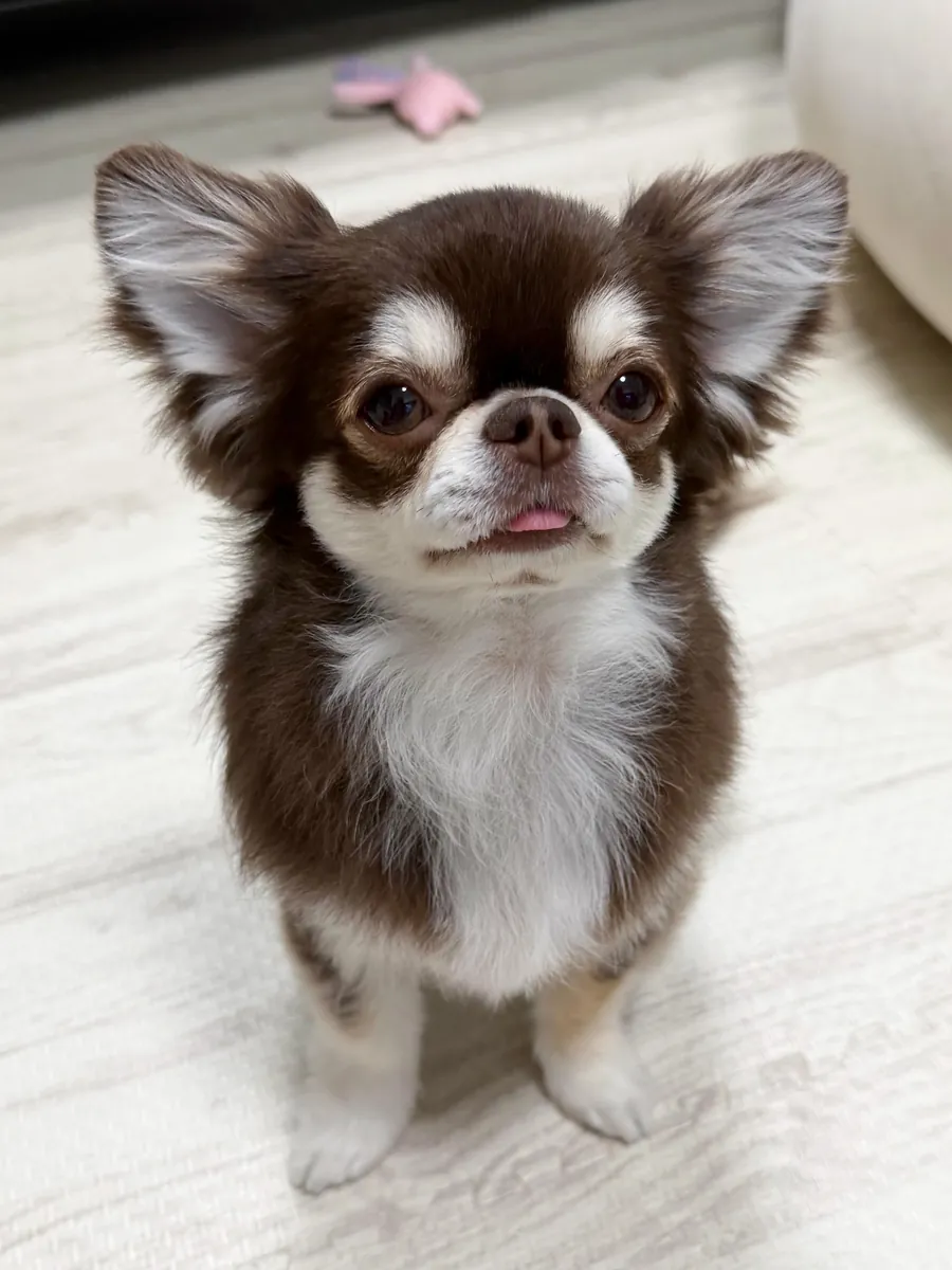 Cachorros chihuahua hembras disponibles para reubicación