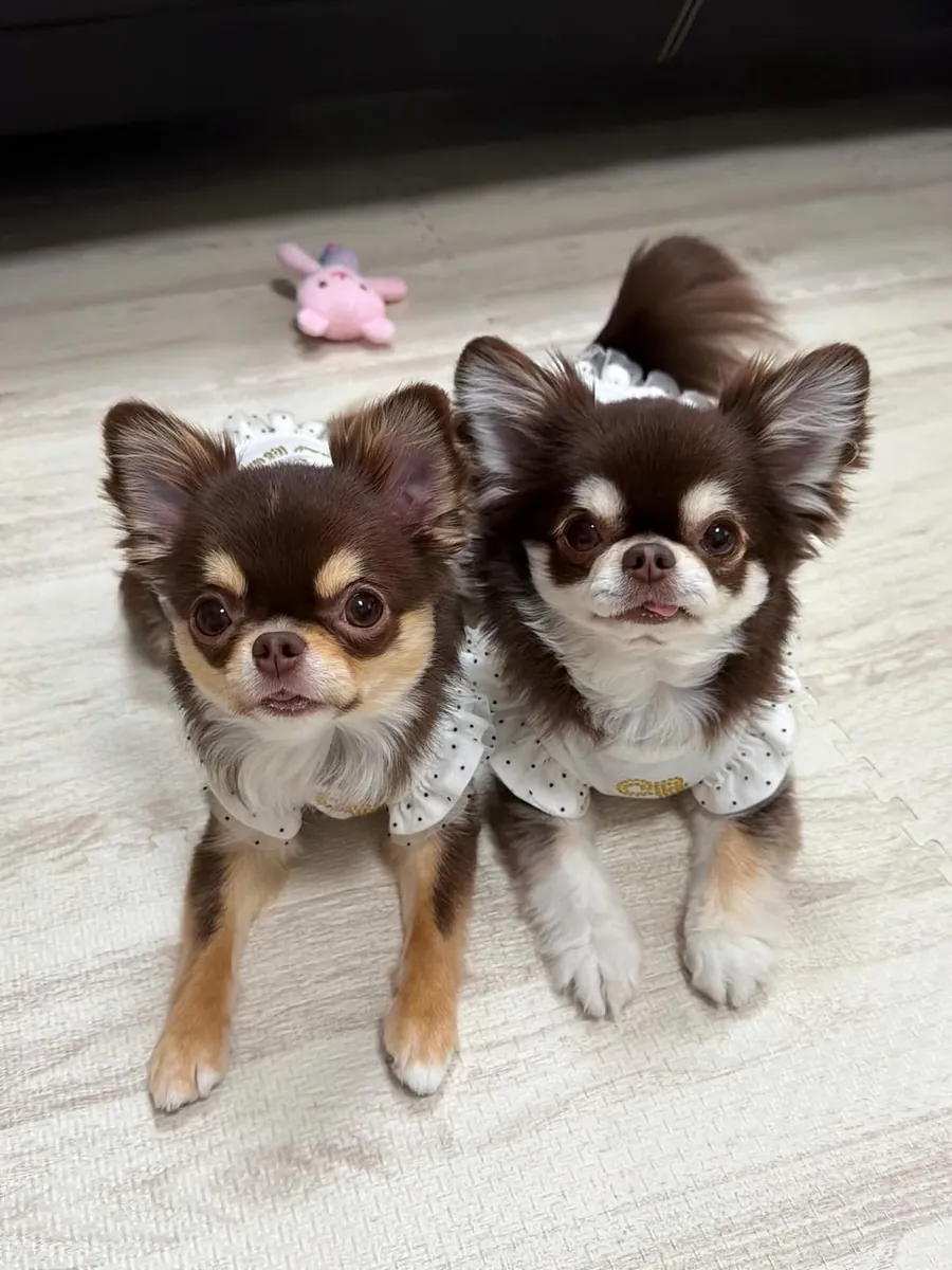 2 cachorras chihuahua hembras disponibles para adopción