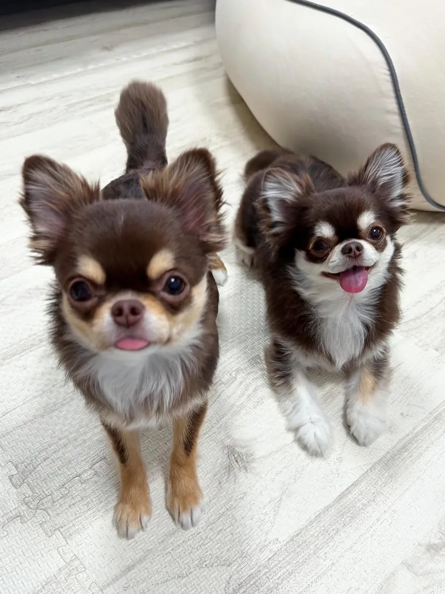 Adorables cachorros de Chihuahua disponibles para adopción