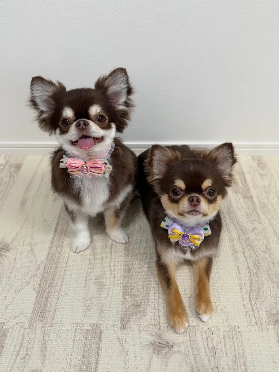 Cachorros chihuahua hembras entrenadas en casa disponibles para adopción