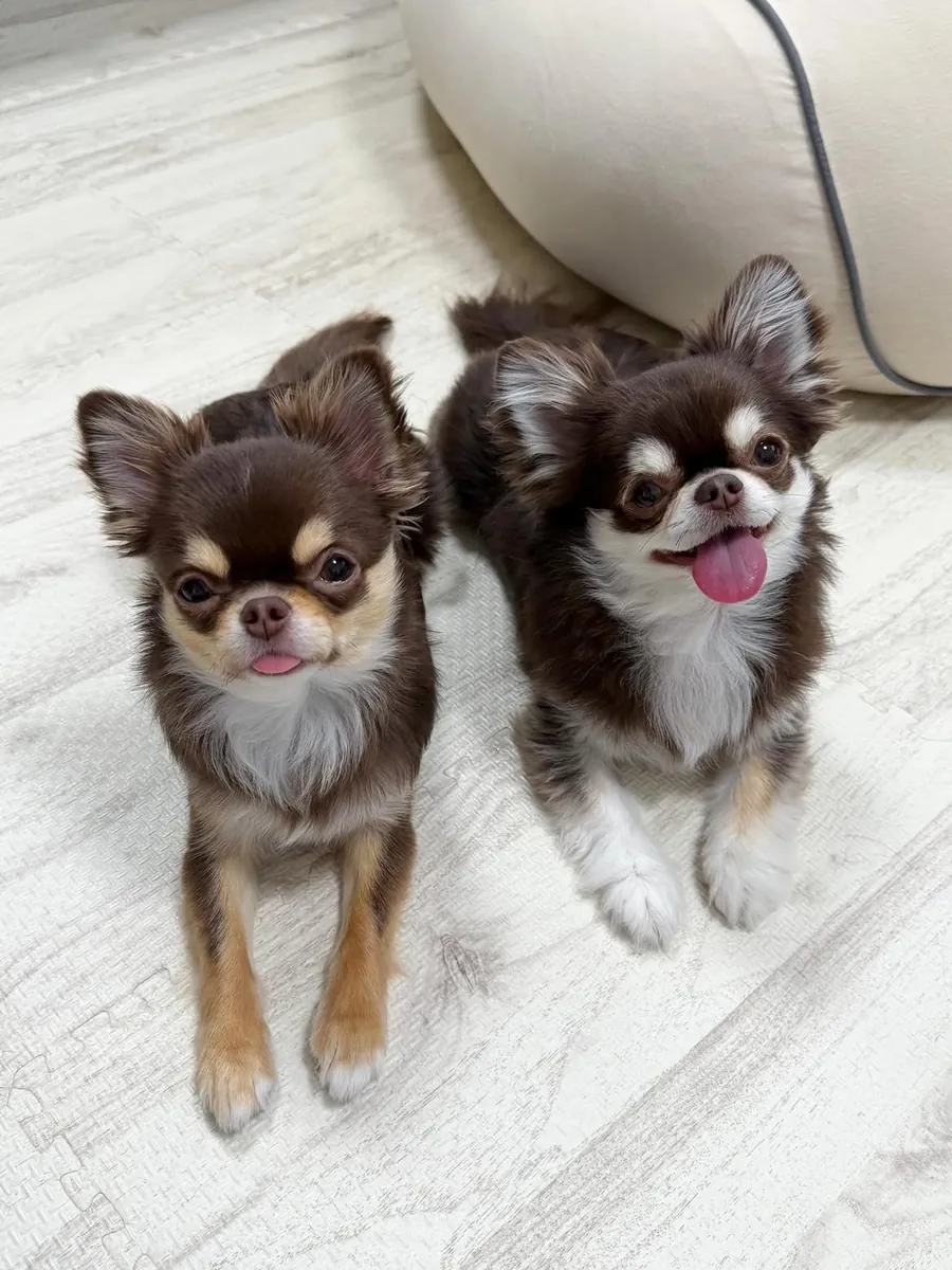 Lindas cachorras chihuahua hembras en adopción