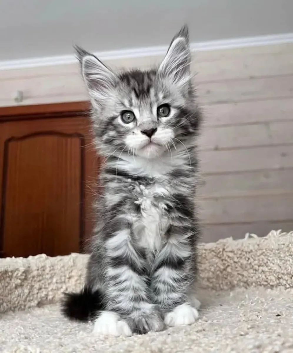 Gatitos Maine Coon criados en casa en adopción.