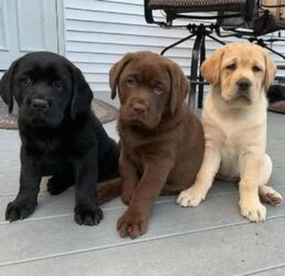 Cachorros de Labrador Negro/Chocolate