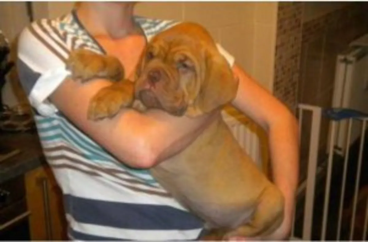 Chiots précieux et excellents**deux chiots bullmastiff avec enregistrement KC prêts à la vente.