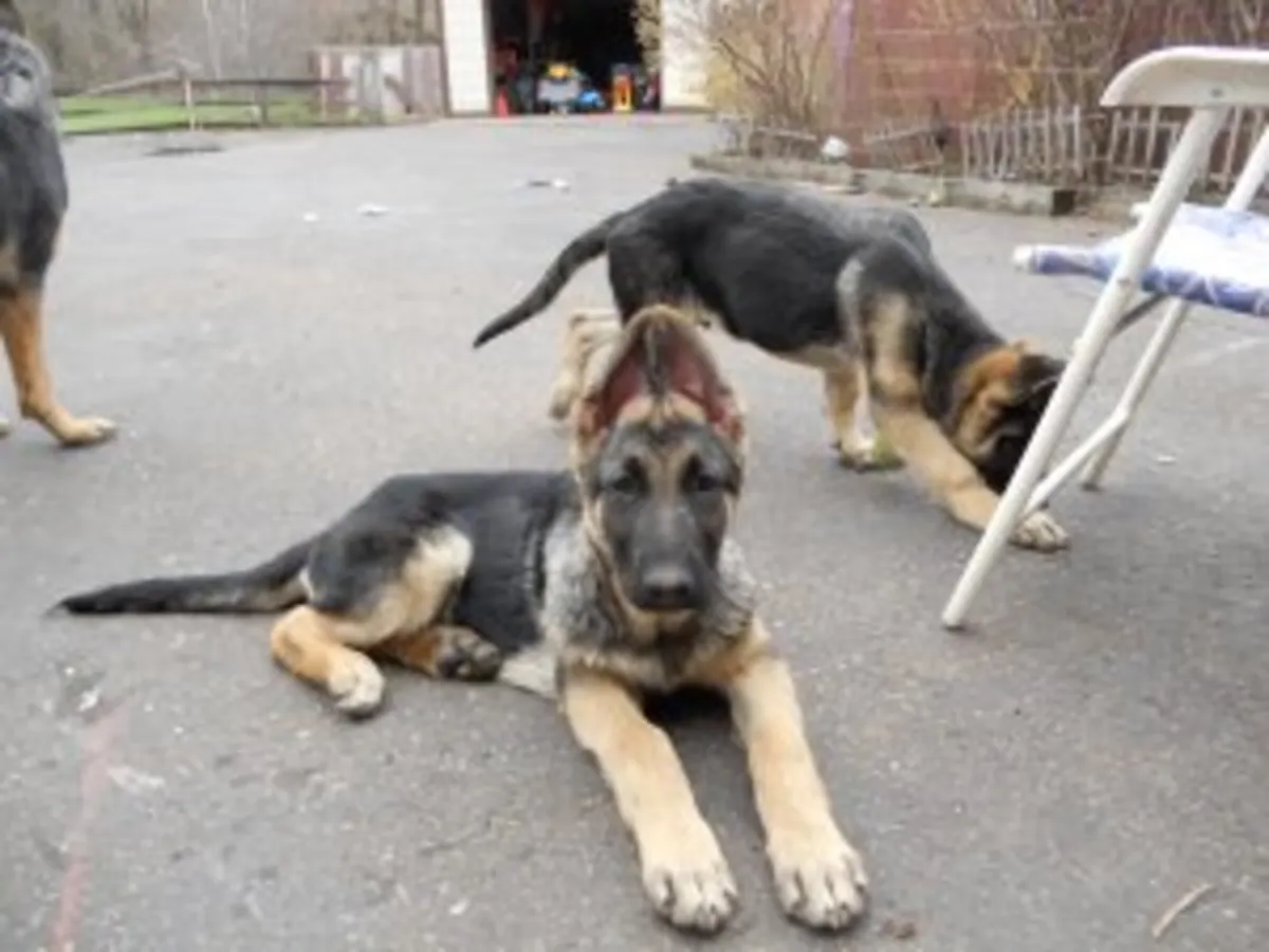 德国牧羊犬幼犬（AKC注册）